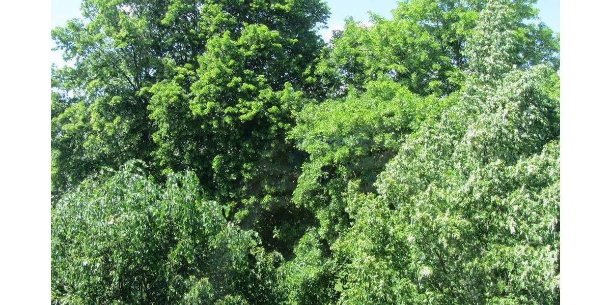 Etagenwohnung Alfter / Bonn Oedekoven - 2 Zimmer, 56 m&sup2;, 239.000&euro; | Angebot:25897493