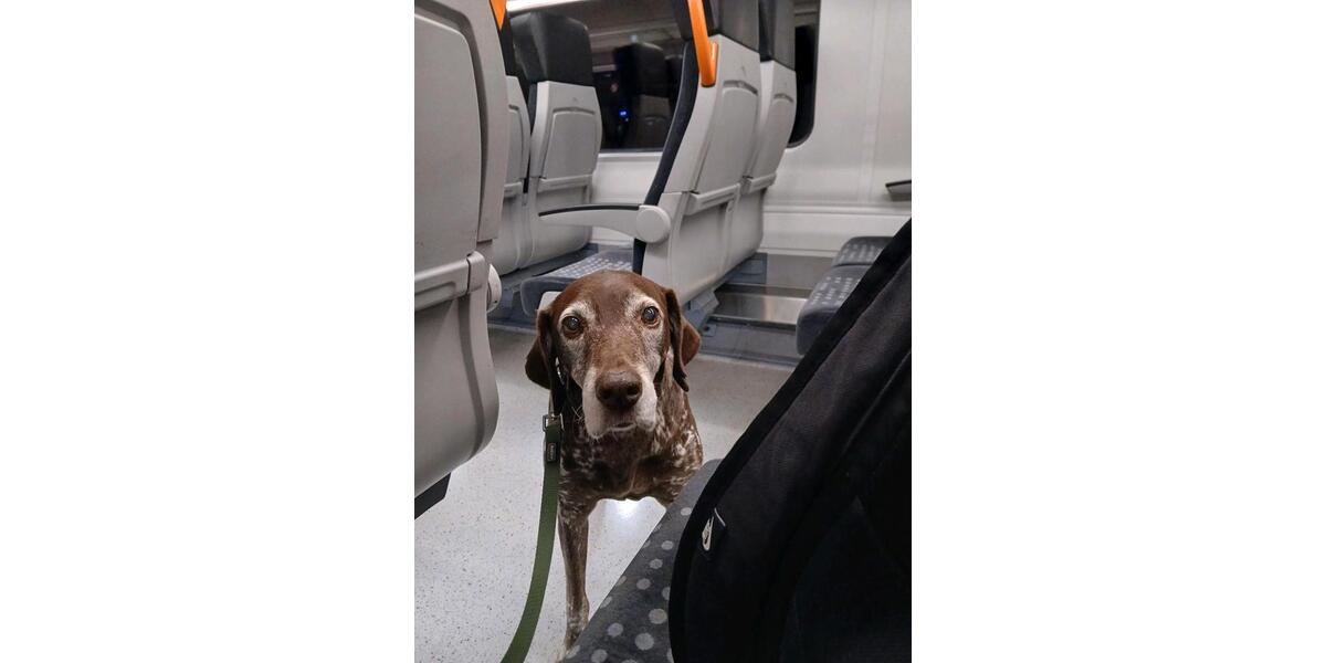 Jemand Lust auf WG Neugründung mit Hund? 2 zimmer