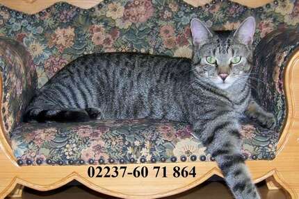 Grundstück zu verkaufen in Kerpen 217.000 € 522 m² zimmer