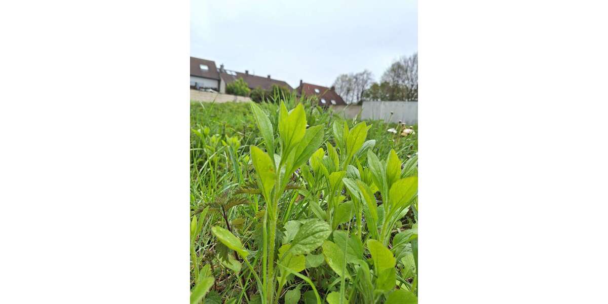 Grundstück Bergheim Auenheim - 113.500&euro; | Angebot:26219898