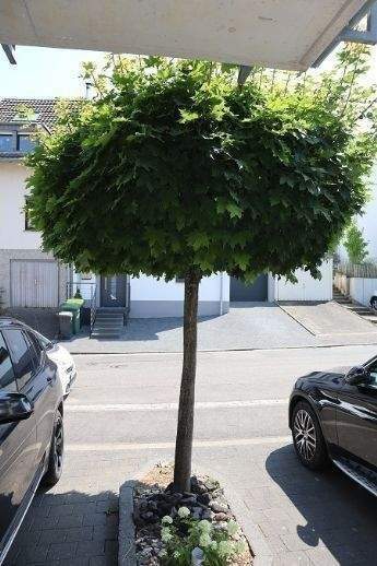 **Helle 2 Zimmerwohnung mit separatem Eingang und Balkon. Ausschließlich für den Einpersonenhaushalt!** 2 zimmer