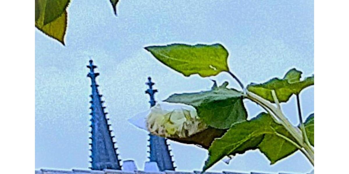 Aufstockungsfähiges Dachgeschoß (Domblick, Parklage) zu verkaufen 10 zimmer