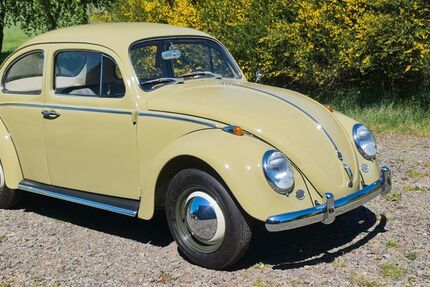 VW Käfer 99.999 km 21.500 € Much 53804