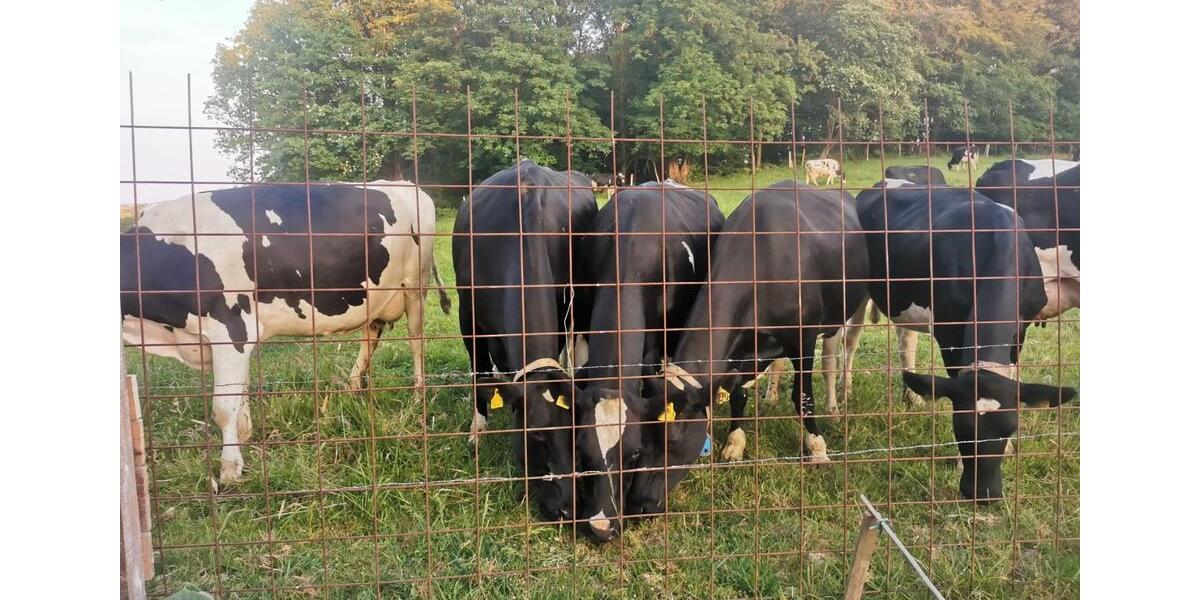 Einfamilienhaus Wermelskirchen - 6 Zimmer, 155 m&sup2;, 499.000&euro; | Angebot:26294740