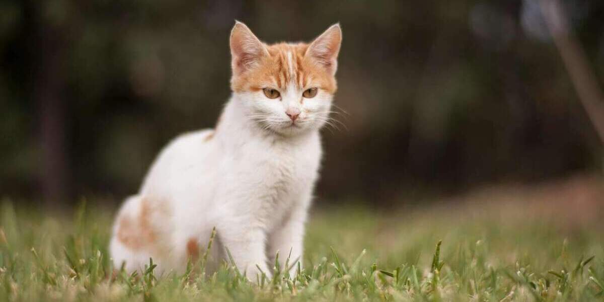 Einfamilienhaus Erftstadt Bliesheim - 6 Zimmer, 123 m&sup2;, 499.520&euro; | Angebot:24855506