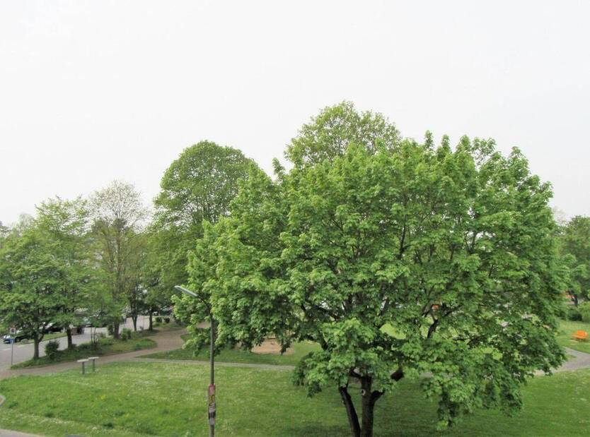 AlfterBonn * Komfort-Wohnung * Aufzug! * renoviert * SonnenLoggia * Stellplatz *Barrierearm*
