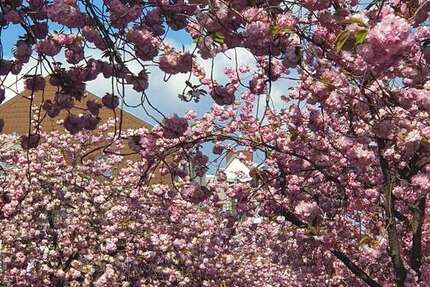 Haus zum Kaufen in Bonn 1.950.000 € 250 m² 5 zimmer