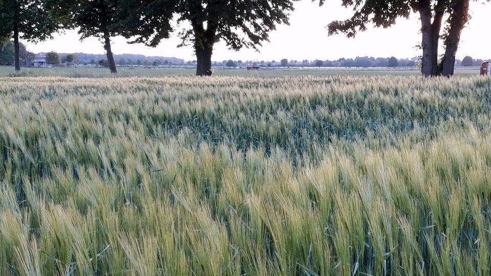 Freistehendes Traumhaus auf großem Eckgrundstück