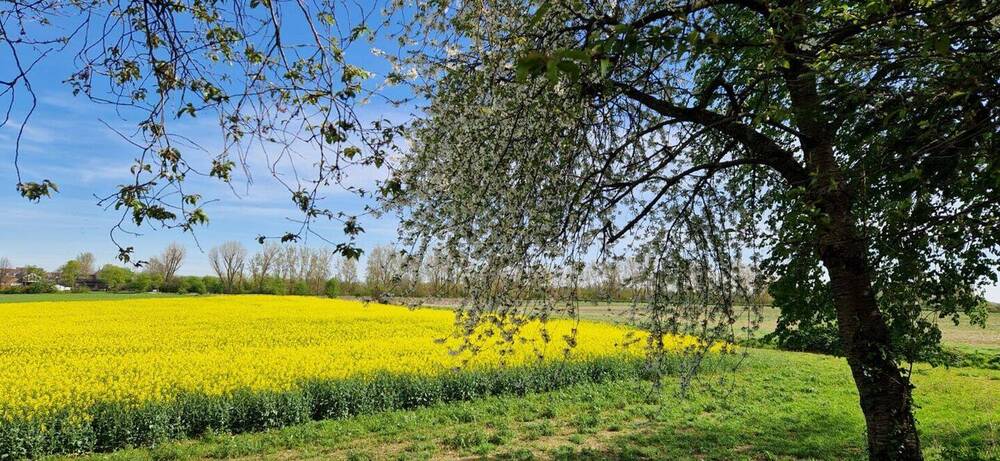 Bungalow Köln Esch/Auweiler - 4 Zimmer, 117 m&sup2;, 550.000&euro; | Angebot:26275843