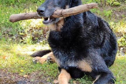 Mitbewohner 2 zimmer