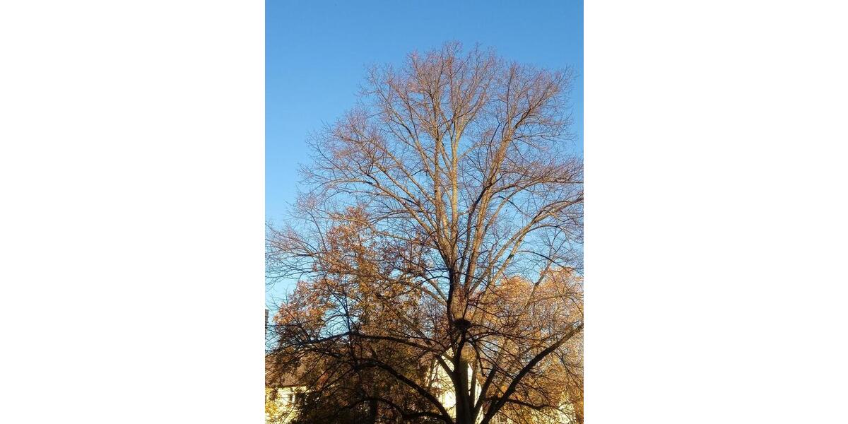 Eigentumswohnung stadtnah und im grünen Kölner Süden privat 3 zimmer