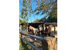 Charmanter Hof mit Boxen, Laufstall und Paddocktrail